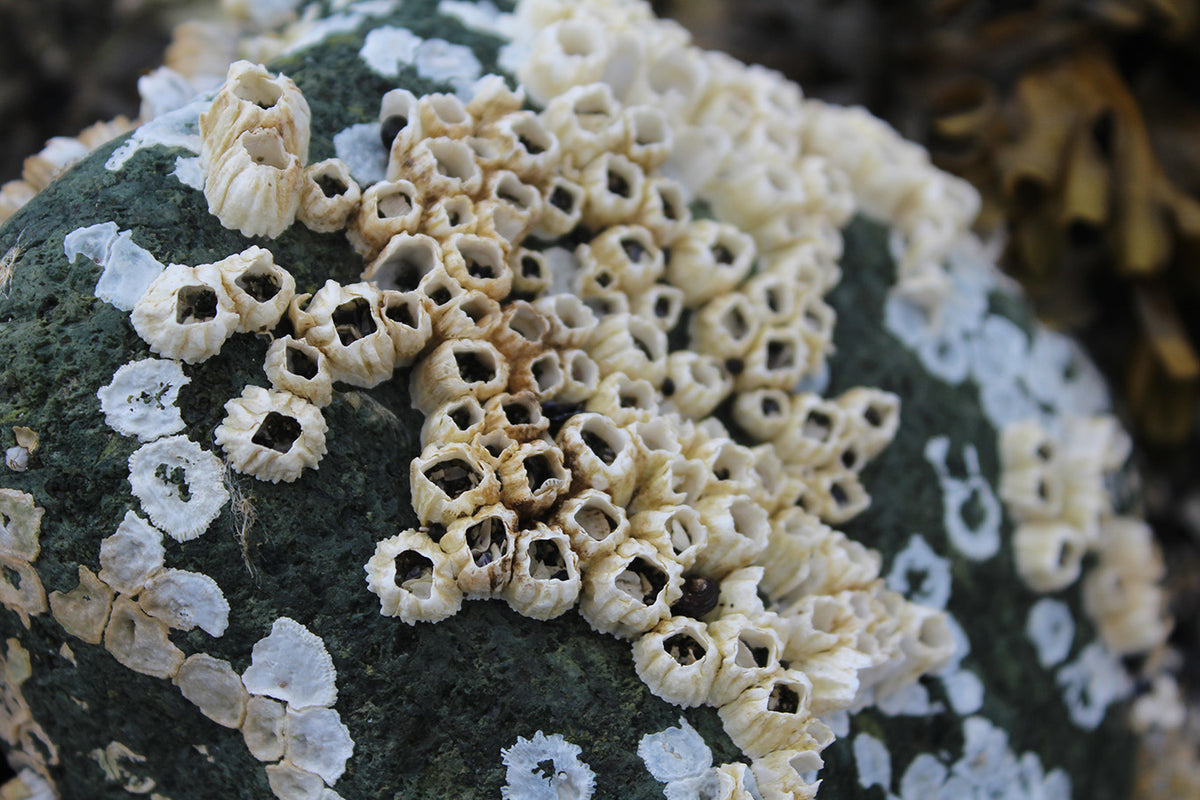 A Guide to Safely Removing Barnacles from Your Boston Whaler ...